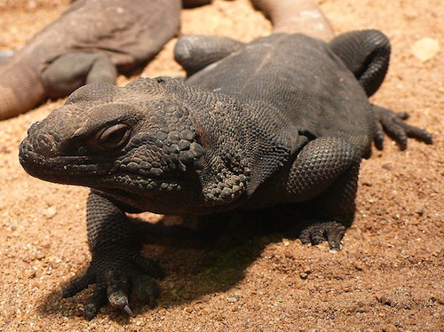 Chuckwalla For Sale, Chuckwalla For Sale Near Me, Chuckwalla For Sale Cheap, Chuckwalla For Sale Canada, Chuckwalla For Sale Uk, Chuckwalla For Sale Usa, Chuckwalla For Sale Europe, Baby Chuckwalla For Sale